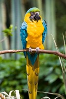 Blue-and-yellow Macaw (Ara ararauna) (captive)